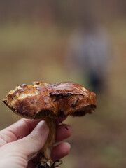 Hand Holding Bolete Mushroom with Blurred Human Silhouette in Vivid Bokeh Background
