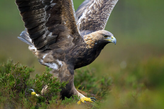 A golden eagle on its path, majestic and free through the bog