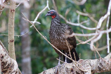 Dusky-legged Guan