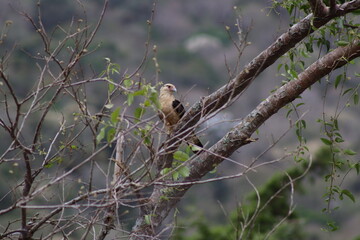 Yellow-headed Caracara