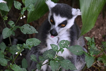 Naklejka premium Ring-tailed lemur sitting in the forest surrounded by green leaves