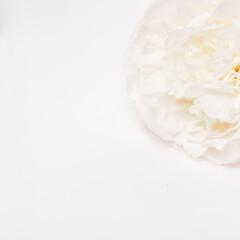 White rose flower closeup on white background with copy space, soft natural light, minimalist floral composition for wedding design, spa branding, organic cosmetic and elegant greeting card visuals
