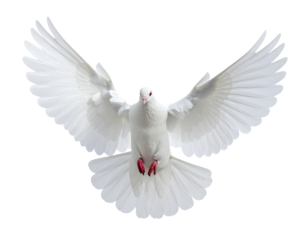 Single, elegant white dove in flight with wings spread, symbol of peace, transparent background.
