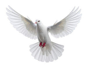 Obraz premium Single, elegant white dove in flight with wings spread, symbol of peace, transparent background. 