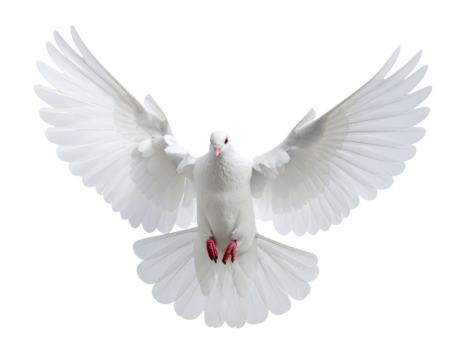 Single, elegant white dove in flight with wings spread, symbol of peace, transparent background.
