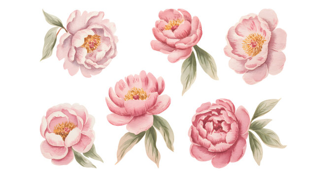 Watercolor pink peony flower collection. Botanical peony blossoms in pastel pink watercolor on isolated white background.