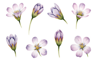 Purple crocus flowers painted in soft watercolor tones. Botanical watercolor crocus collection in delicate lilac hues.