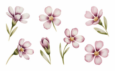 Purple crocus flowers painted in soft watercolor tones. Botanical watercolor crocus collection in delicate lilac hues.
