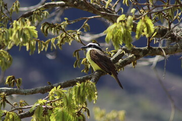 Great Kiskadee