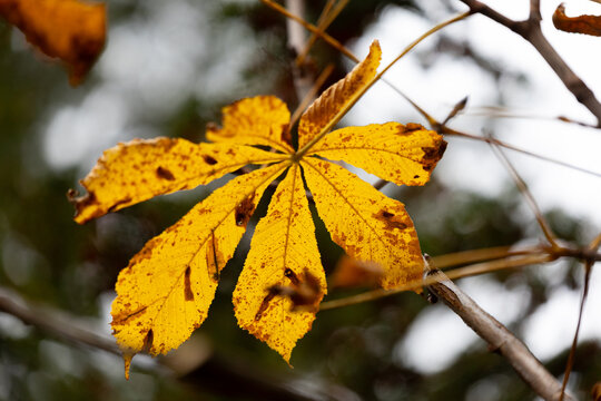 Decaying chestnut leaf in autumn forest, Macro shot of withered leaf amidst blurred woodland background, Detailed closeup image of decayed chestnut leaf in late autumn woods - Powered by Adobe