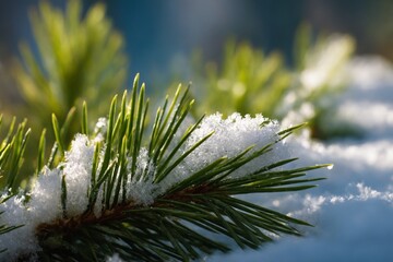 Sunlight on snowy pine branch closeup of evergreen needles in winter