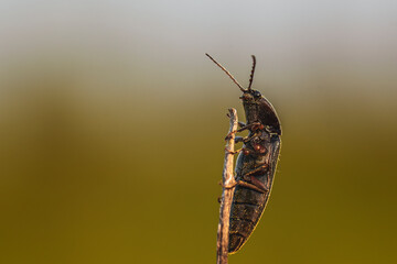 Bug on the stick