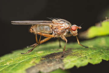 Small Fly on a Green Leaf with Red Eyes