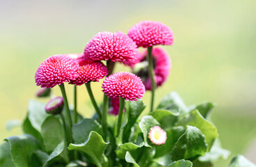 Pink daisy flowers with green leaves © Elena