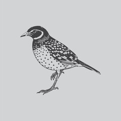 a vintage illustration of a spotted bird likely a thrush presented in a monochrome aesthetic style