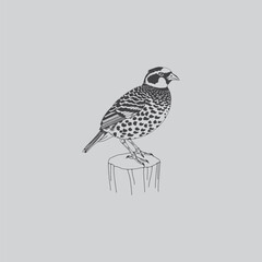 A detailed monochrome illustration depicts a spotted bird perched gracefully upon a small wooden stump