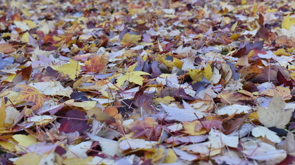 Maple tree leaves falling, marking the end of autumn and the beginning of winter