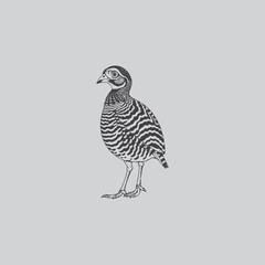A detailed monochrome illustration depicts a bird with striking striped plumage and delicate linework