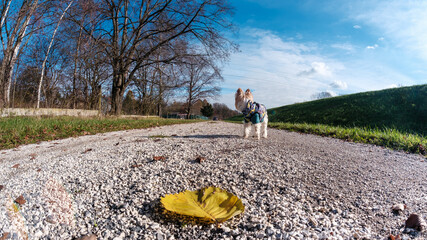 Pies Yorkshire Terrier w niebieskim ubranku, idący żwirową ścieżką i oddalający się od aparatu. Na pierwszym planie znajduje się duży, żółty jesienny liść. 