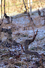 Frost and snow cover the vineyards of Piedmont, Italy, creating a serene winter landscape. The frozen grapevines and white fields reflect the quiet beauty of nature during the cold season.