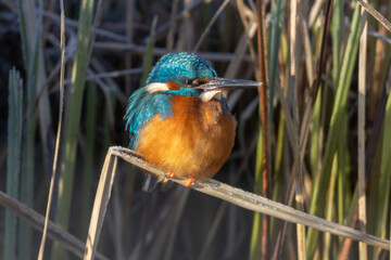 Common kingfisher (Alcedo atthis)