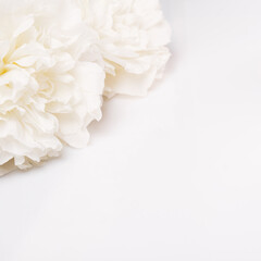 White peony flowers closeup on soft background, minimalist floral composition with copy space, square format for wedding stationery, spa branding, organic beauty and elegant natural lifestyle visuals