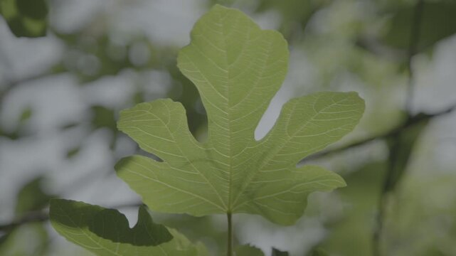 Ficus leaf
