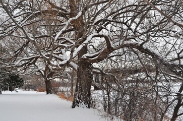 Leafless tree trunks marking the beginning of winter in various locations: parks, rivers, and a lamp symbolizing winter.