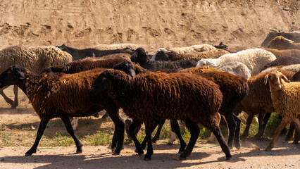 Farm animals in Kyrgyzstan