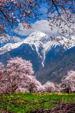 Peach Blossoms and Snowcapped Peaks, Bomi Tibet Himalayan Landscape