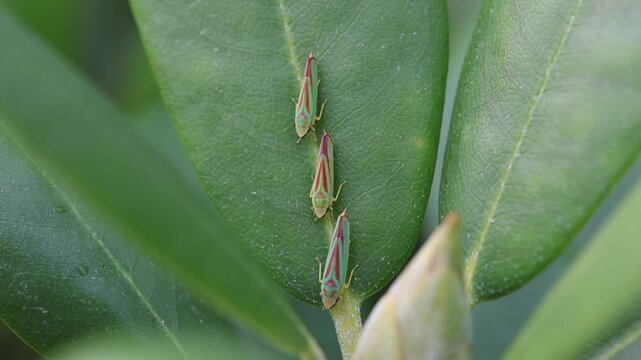 three green red rhododendron leafhoppers in a row on a green leaf seen from top flinging away drops 