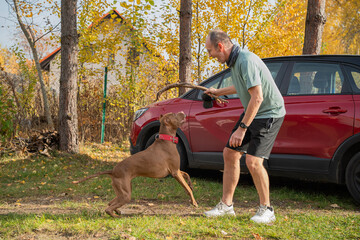 dorosła osoba bawiąca się z psem rasy pitbul na spacerze w jesienny słoneczny dzień