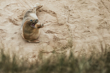 seal with happy expression on beach at horsey beach, norfolk, united kingdom