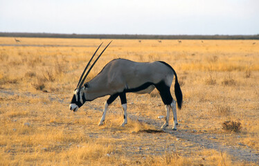 Gemsbok, Oryx gazella, in the Etoscha National Park
