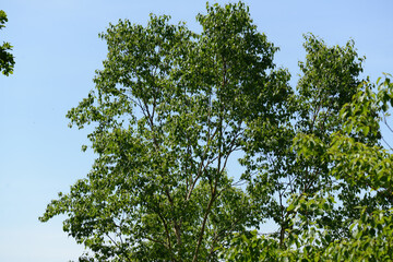 Obraz premium Betula costata, a deciduous tree species in the Betulaceae family, known for its paper-like yellow bark, elongated lenticels, and strong wood used for furniture and carving. Photographed in Korea.
