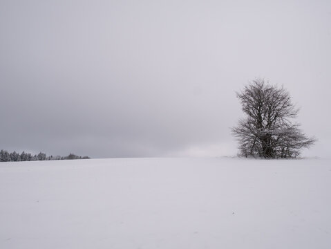 Isolated solitary tree surrounded by mysterious gloomy landscape