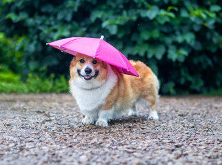 A funny corgi dog walks in the rain in the garden with an umbrella on his head