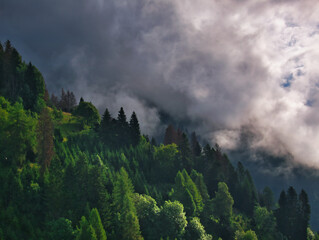 View on foggy mountain forest in the Osttirol region on a summer day