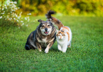 Portrait of cute fluffy friends a cat with raised tail and a dog walking nearby in a summer sunny garden on green grass