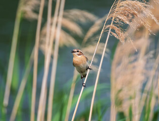 A male whinchat bird sits on the branches of a fluffy reed near a river and sings.