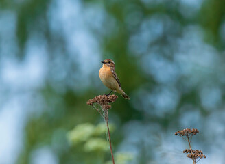 A male stonechat bird sits on dry grass in a summer meadow