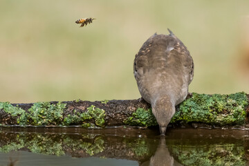 Picui Ground Dove,  Columbina picui, Calden forest, La Pampa, Argentina