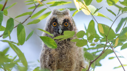 Obraz premium great horned owl