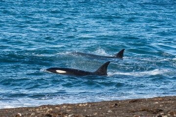 Fototapeta premium Killer Whale, Orca, hunting a sea lion pup, Peninsula Valdes, Patagonia Argentina