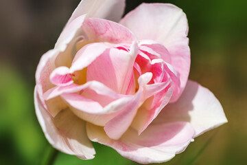 Romantic pink and white tulip close up with soft petals, floral panoramic banner, pastel tones, wedding greeting, Valentine s Day card, spring holiday design, nature inspired romantic background