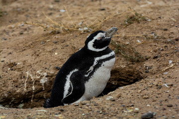 Obraz premium Magellanic penguin, Caleta Valdes, peninsula Valdes, Chubut Province, Patagonia Argentina