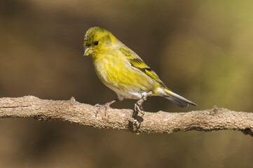 Black chinned Siskin, Spinus barbatus, in Calden Forest environment, La Pampa, Argentina.