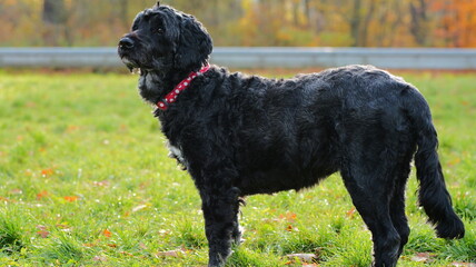 Black poodle stands in grass. Ideal for pet insurance advertising