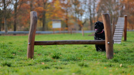 A black dog stands confidently near a wooden jump. Ideal for pet insurance advertising