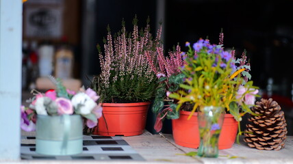 Heather plants in pots displayed on a wooden surface. Vibrant purple and pink hues. Ideal for gardening blogs floral arrangements or springtime promotions